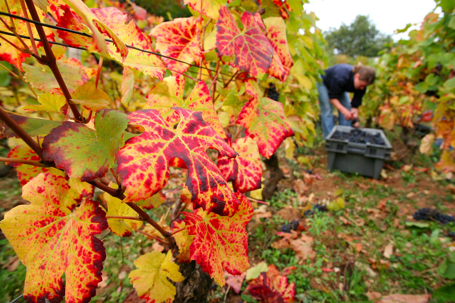 Etude complémentaire sur le Règlement utilisation durable des produits phytosanitaires (SUR) – La filière vitivinicole européenne se dit préoccupée pour son avenir