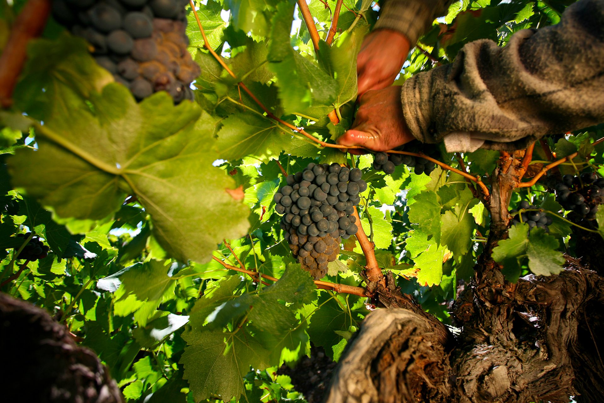 Covid-19 et Crise du Secteur Vin – La CEVI demande à la Commission de proroger les actes délégués pris pour soutenir le secteur vitivinicole
