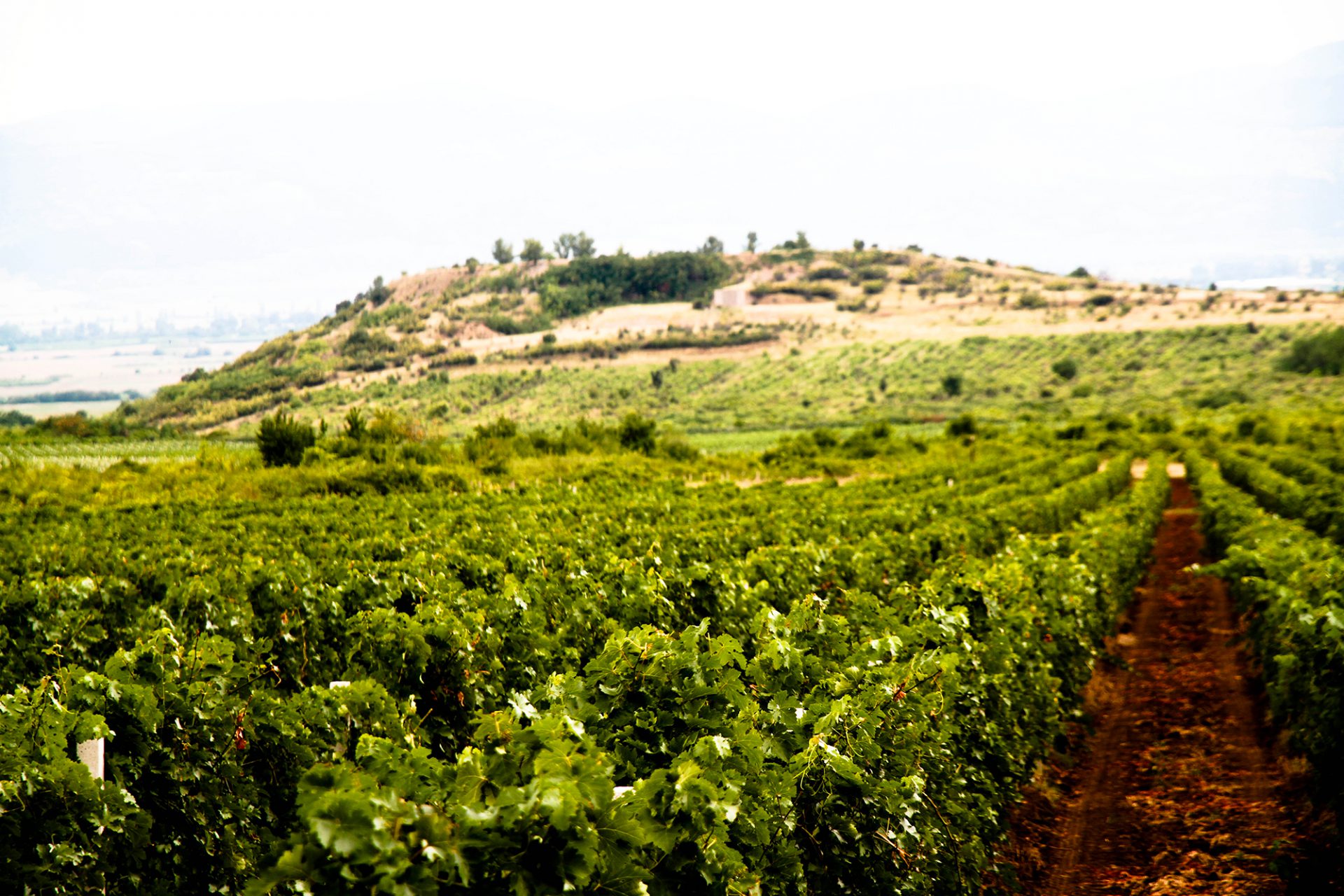 Croissance annuelle des nouvelles plantations de vigne