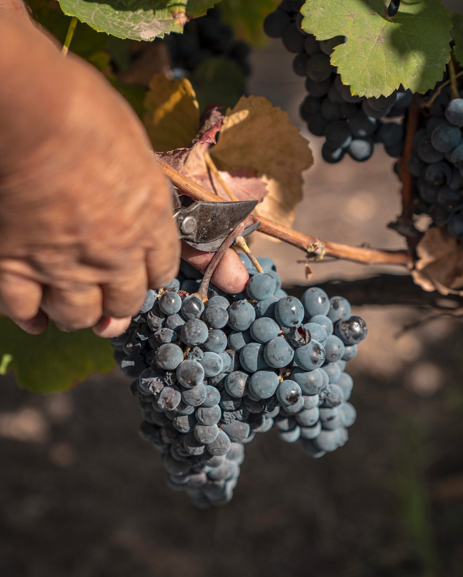 Malgré des avancées, un paquet vin qui élude complètement le soutien au développement des TPE artisanales familiales du secteur